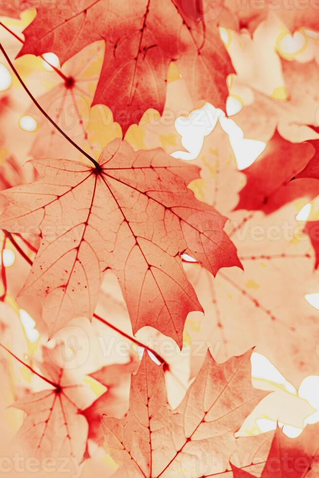 Autumn natural vertical background, close up maple leaves beauty in nature abstract red pink toned leaf, botanical texture pattern from autumnal foliage, fall color gradient, vivid scenic photo