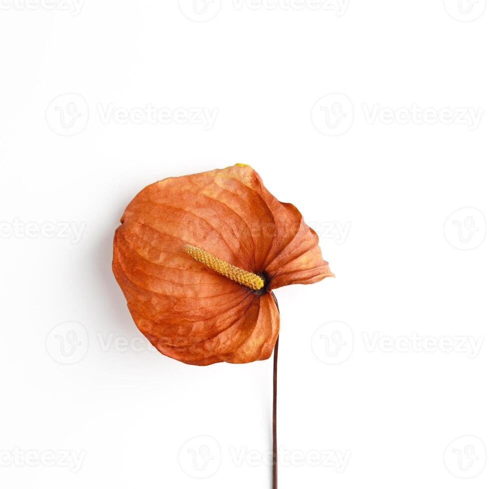 Dried flower orange color calla isolated on white background, close up nature photo. Blossoming flower design object. Top view composition from natural bloom photo