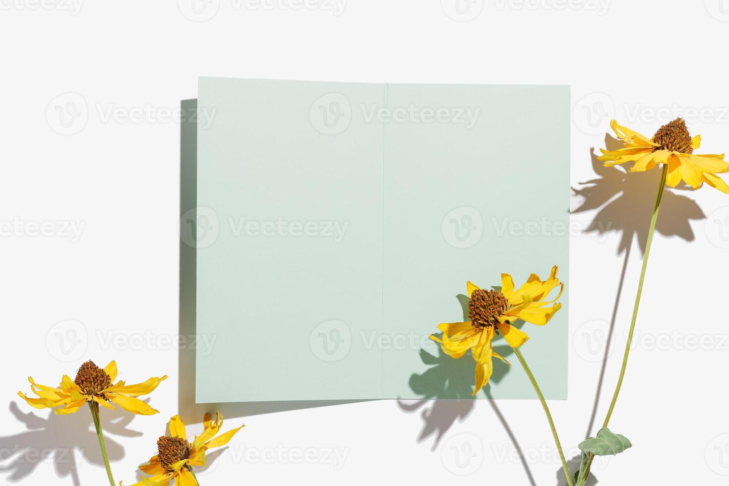 Top view yellow flowers cosmos and empty paper card for text, white background, shadow from sunlight, Autumn, fall blossoms and mock up invitation card with copy space, nature design postcard photo