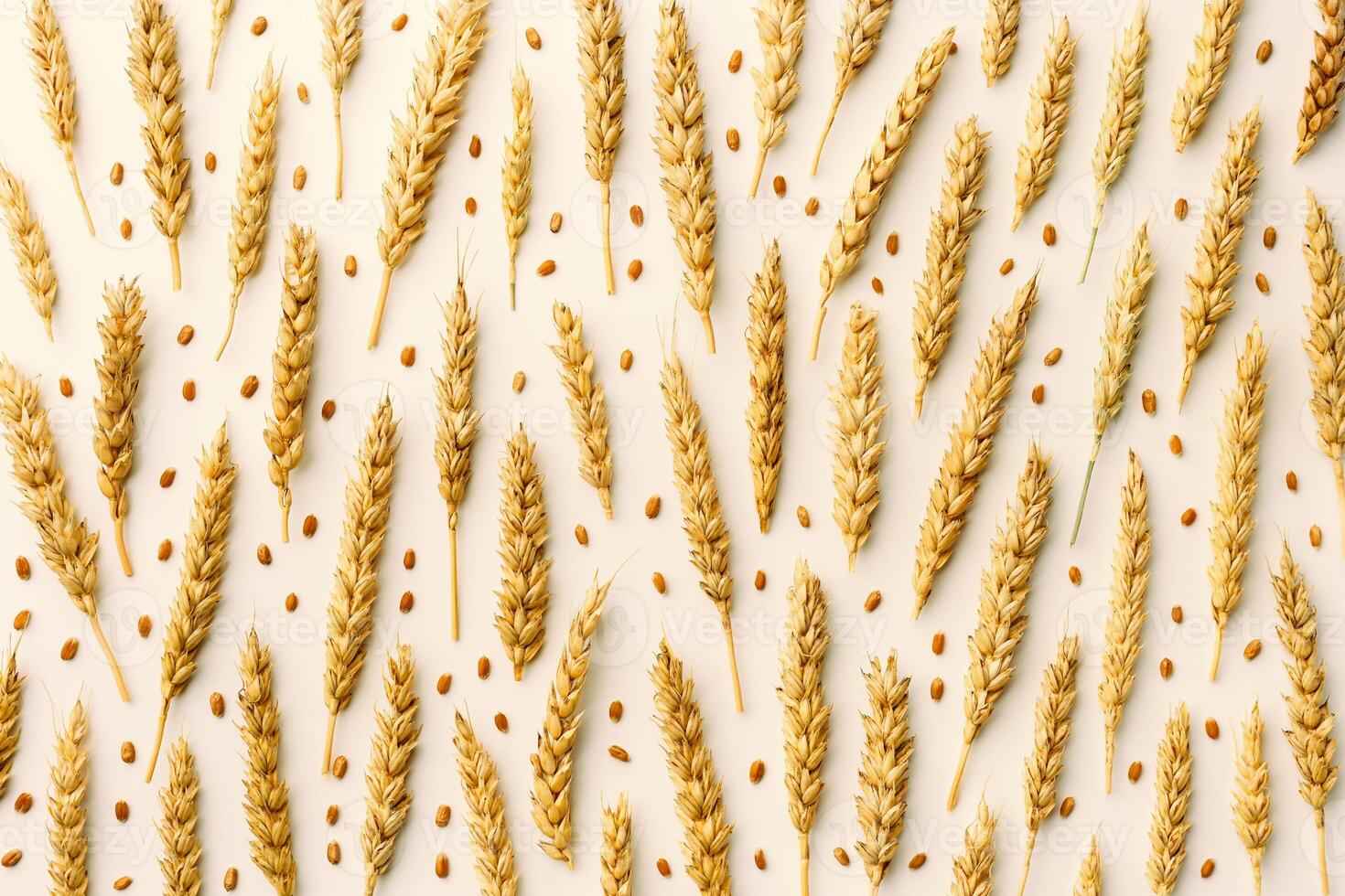 Pattern with ears of wheat, close up golden yellow wheat spikelets and grains on beige background. Top view composition minimal style, autumn seasonal crop cereals, monochrome color photo