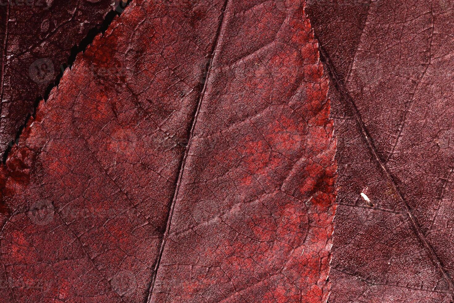 Natural autumn texture from dark red colored leaves with water drops. Beautiful autumnal botanical pattern, close up wet fall leaf tree top view, aesthetic nature still life, macro trend photo