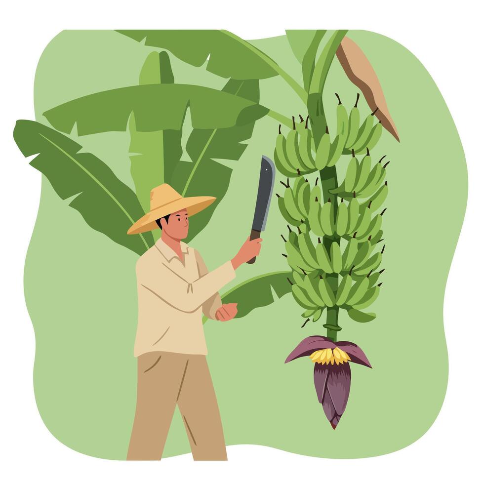 Harvesting Bananas Man Cutting Banana Bunch with Machete Tree Leaves vector