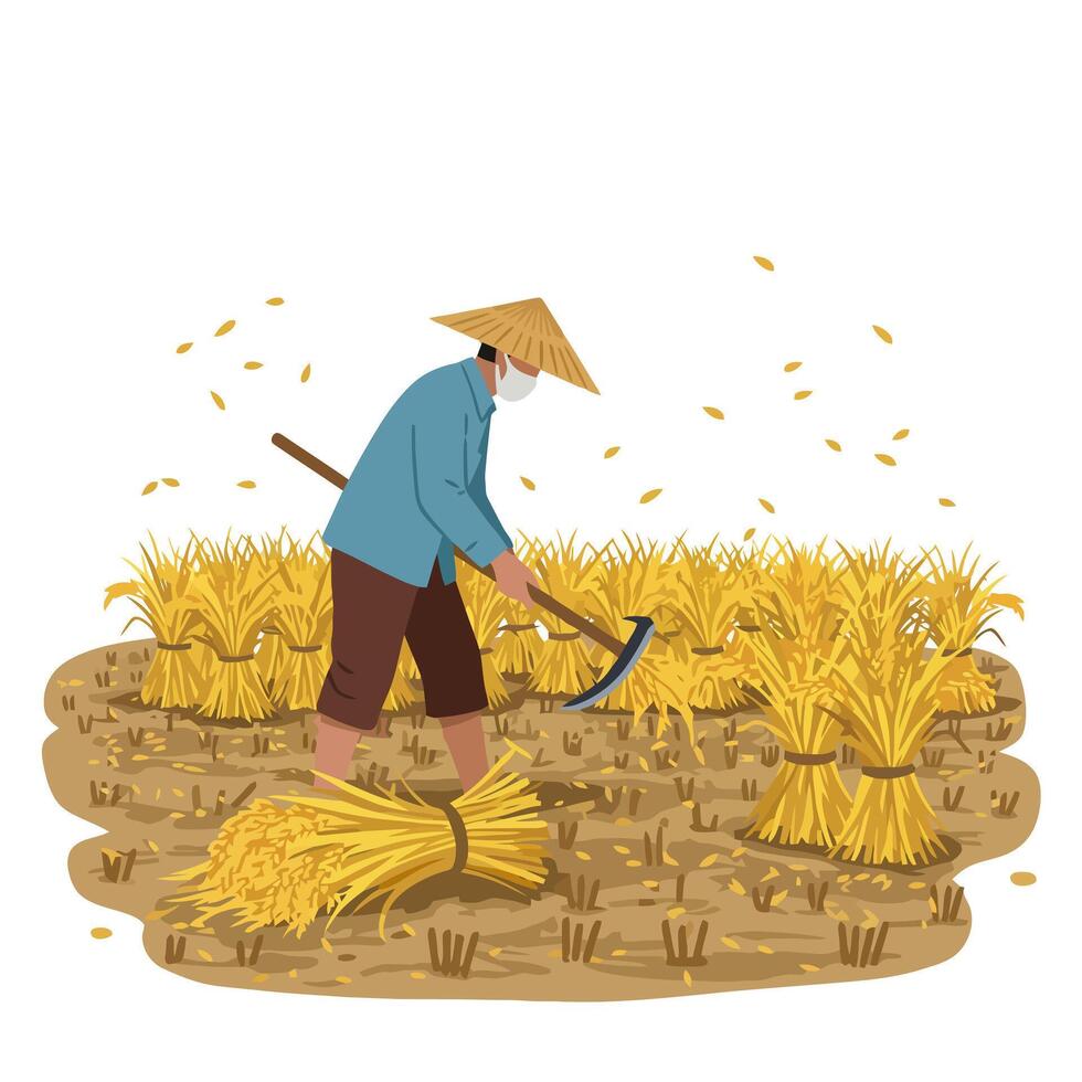 Farmer Harvesting Rice Crop in a Field with Traditional Tool vector