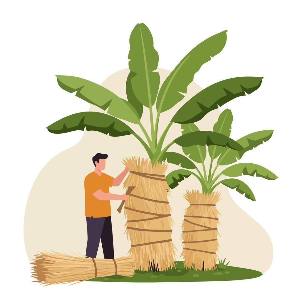 Man Protecting Banana Plant with Straw for Winter in Garden vector
