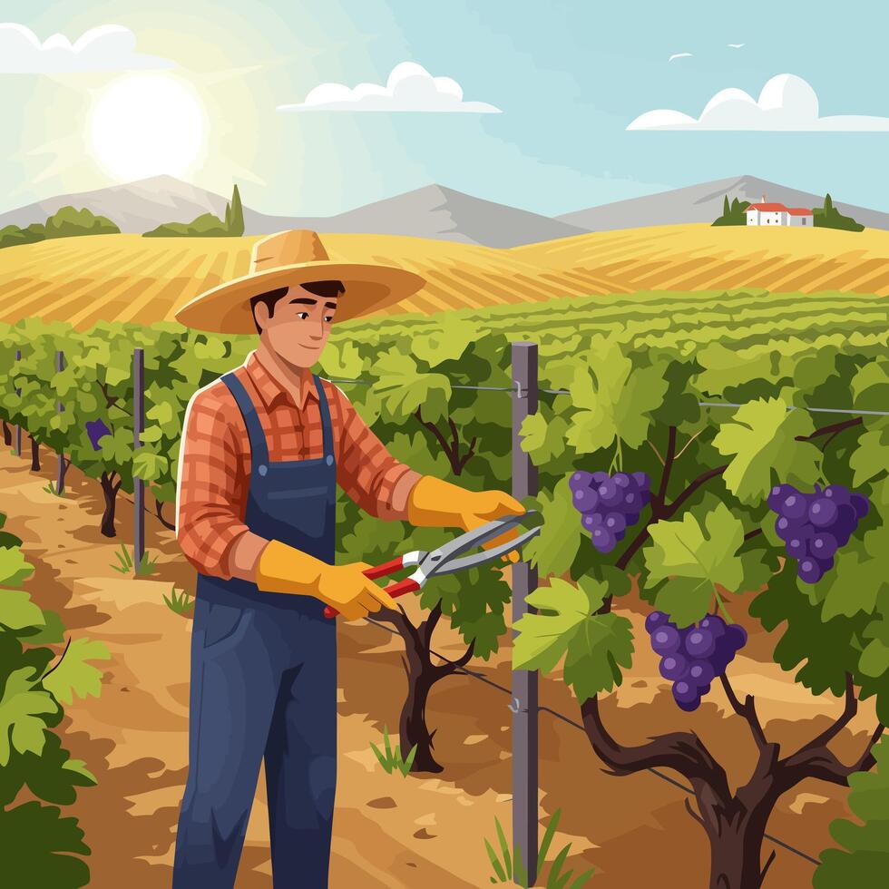 Harvesting Grapes Vineyard Farmer Pruning Grapes on a Sunny Day vector