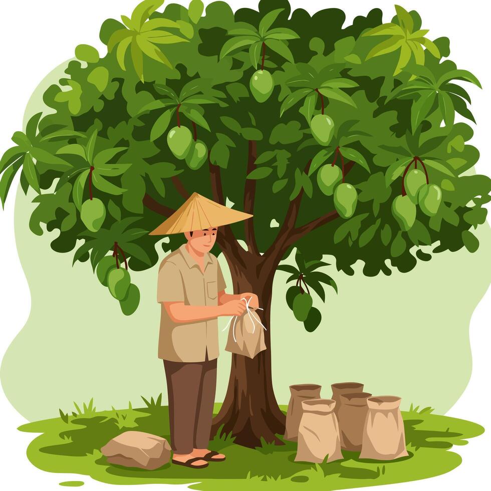 Man Packaging Mangoes Under Tree in Orchard with Straw Hat vector