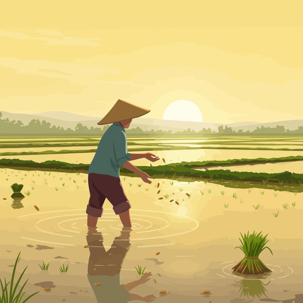 Planting Rice Seedlings in Field During Sunrise - Rural Agriculture vector