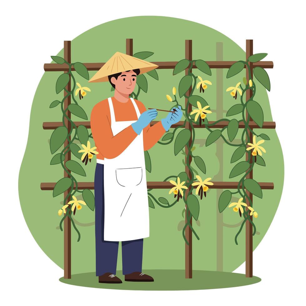 Gardener Pollinating Vanilla Flowers Growing on Trellis in Outdoor Setting vector