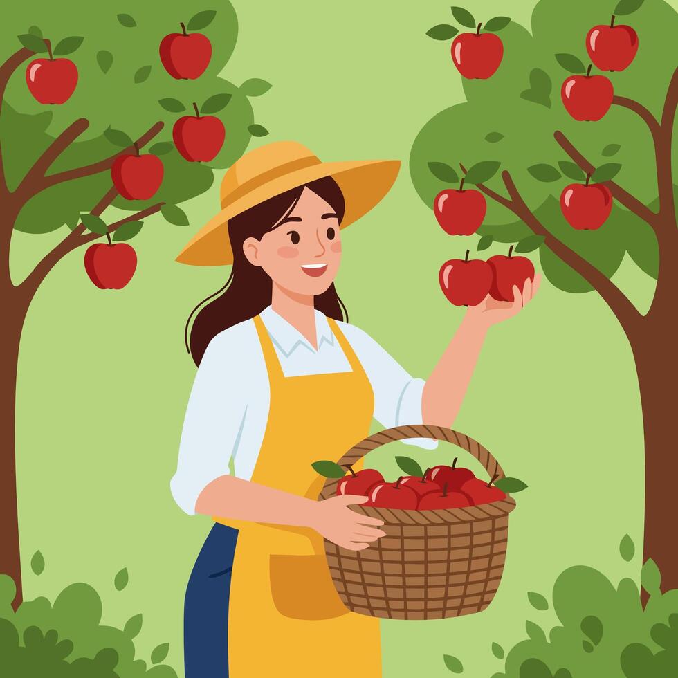 Woman Picking Ripe Red Apples From Tree Into Woven Basket vector