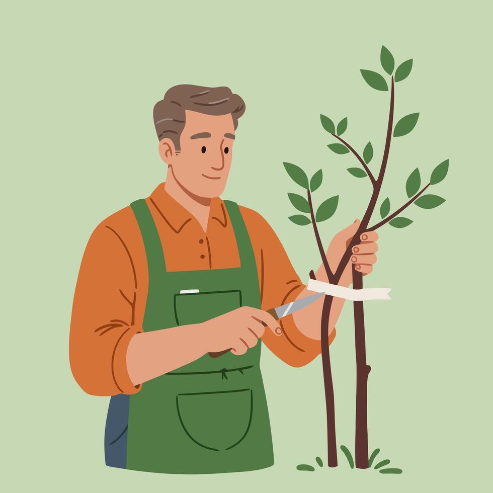Man Grafting a Young Tree Using Knife and Grafting Tape vector