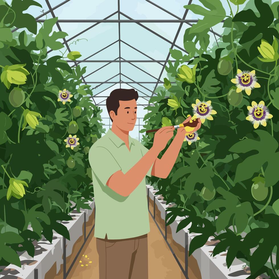 Cultivating Passion Fruit Manually Pollinating Flowers Inside a Greenhouse vector