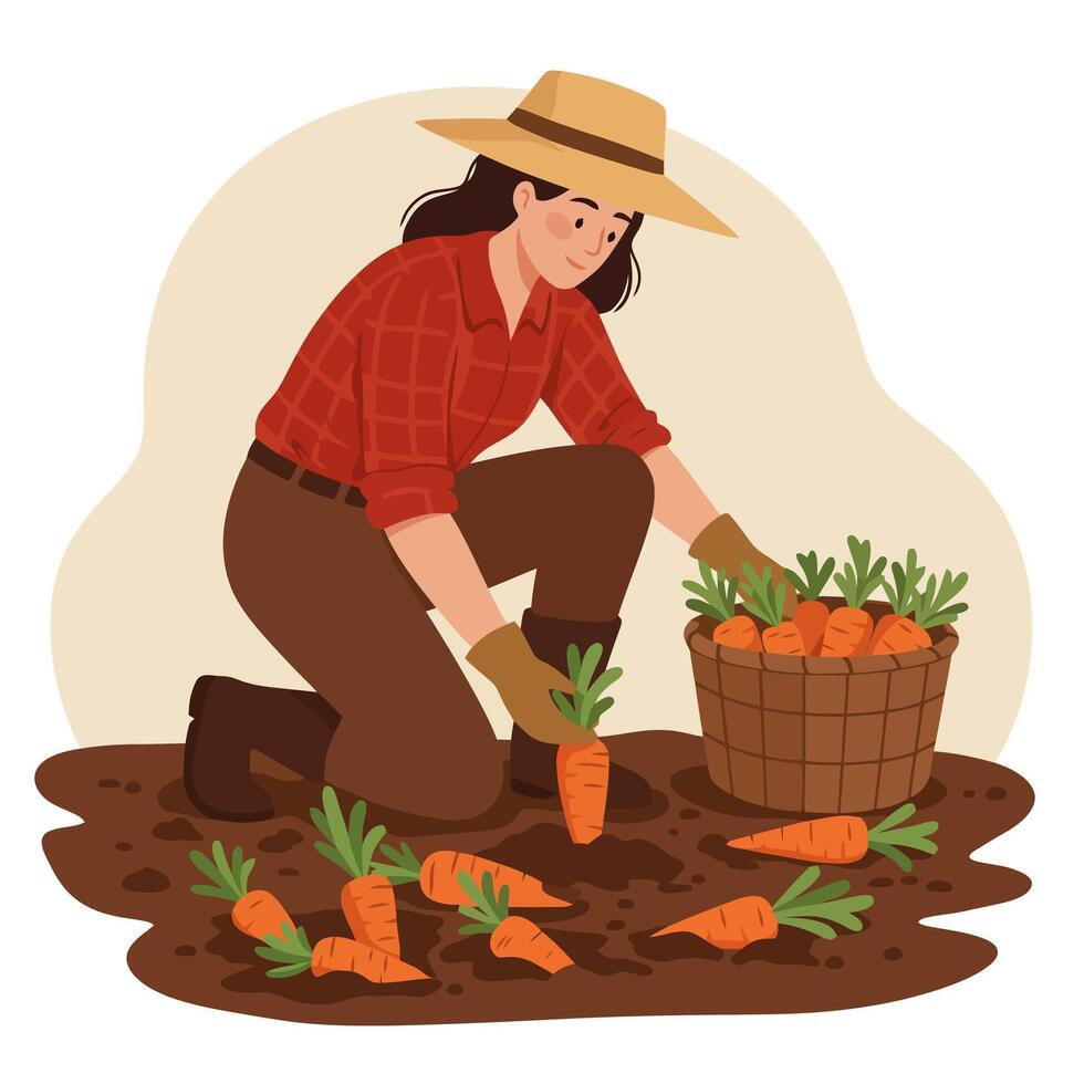 Woman Harvesting Carrots in Garden with Basket and Fresh Vegetables vector