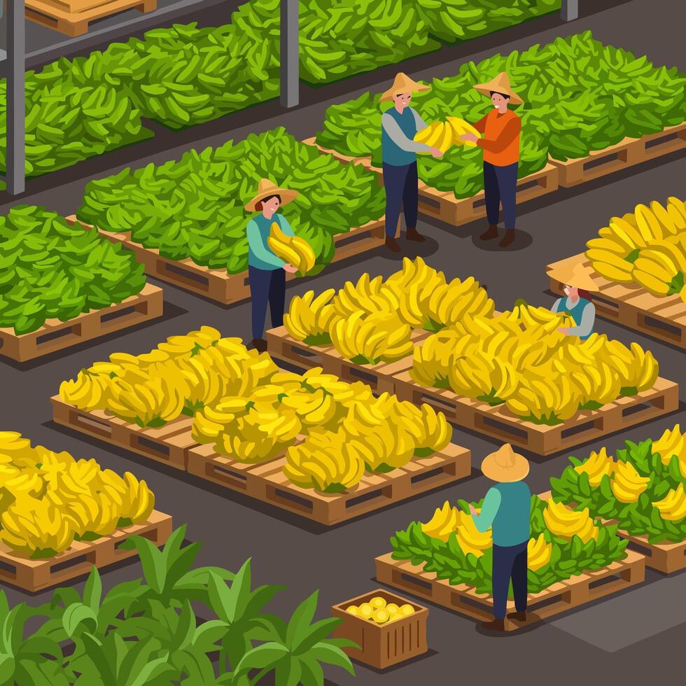 Harvesting Bananas at Farm with People Packing Produce Isometric View vector