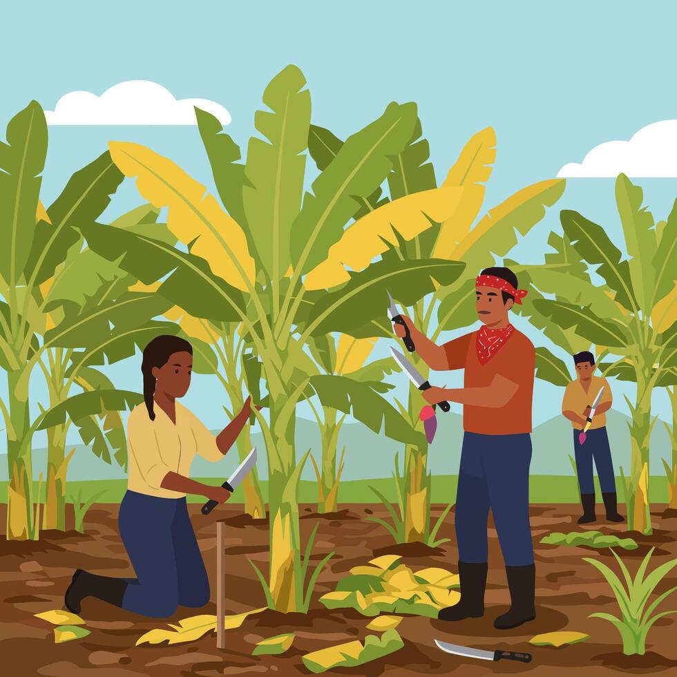 Farmers Harvesting Banana Plants Using Knives in a Tropical Field vector