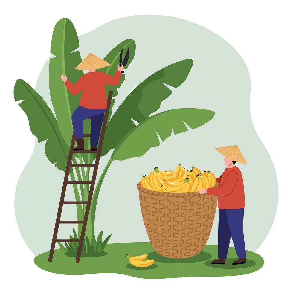Banana Harvest Scene Two People Working with Basket and Ladder vector