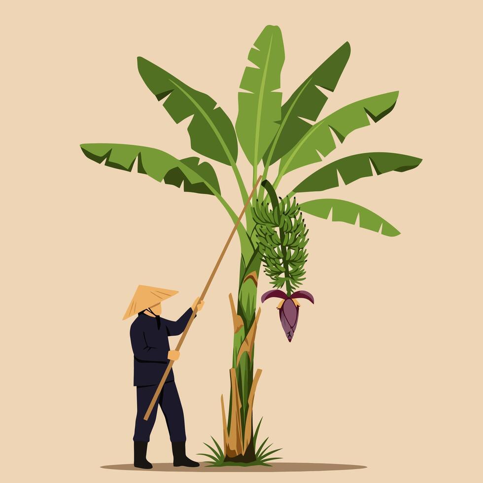 Harvesting Bananas From the Tree a Tropical Farming Illustration vector