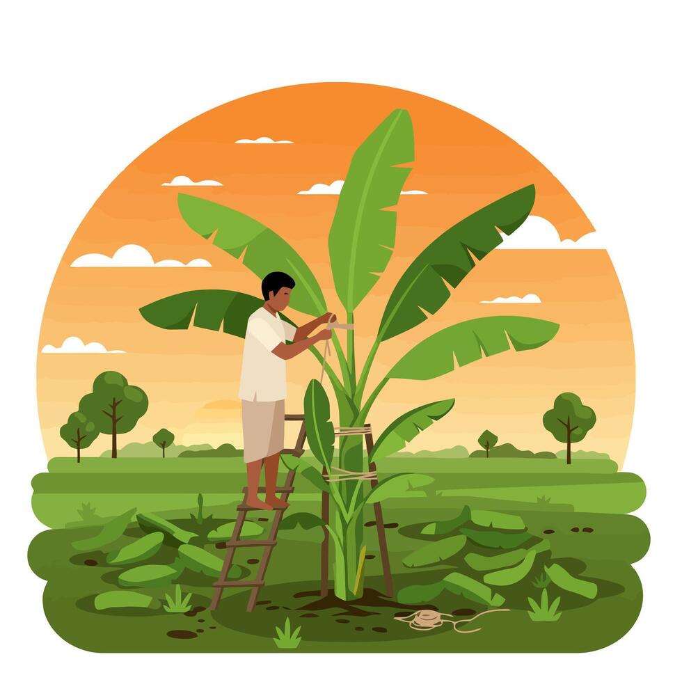 Farmer Tying Banana Plant on Ladder with Sunset Sky Background vector