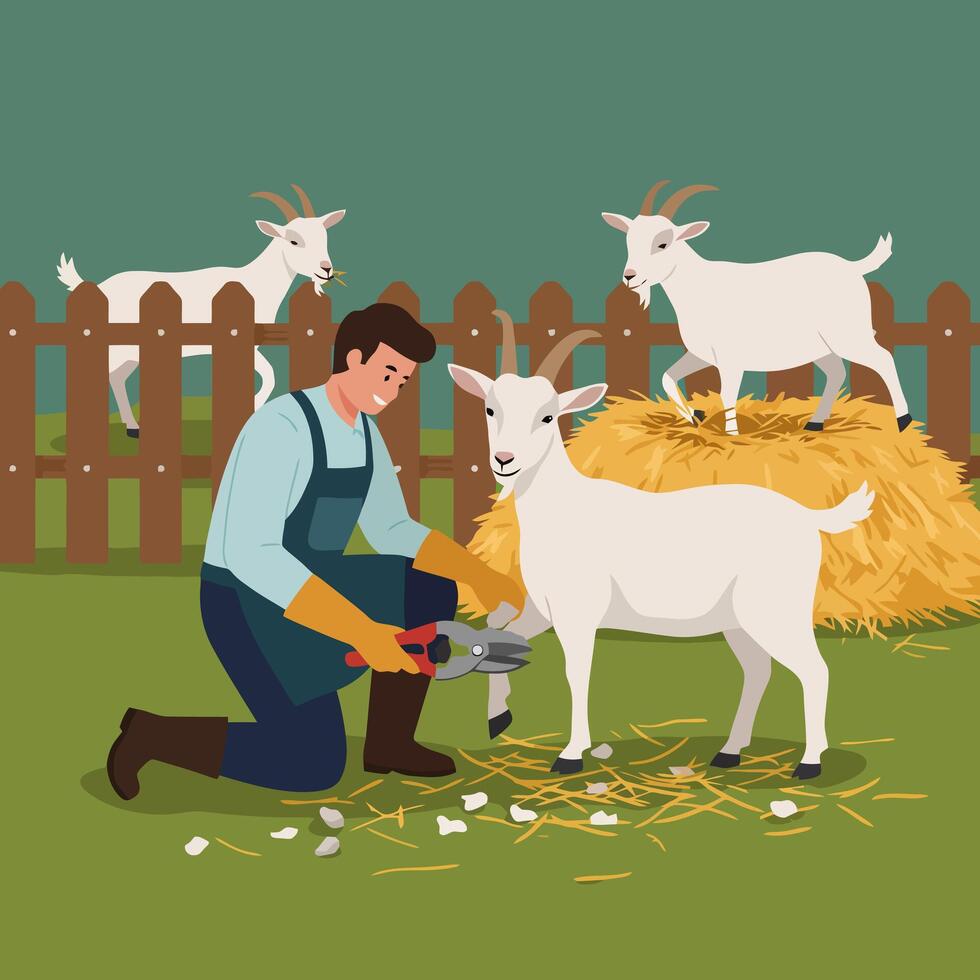Man Trimming Goat Hooves in Rural Farmyard with Hay Bale vector