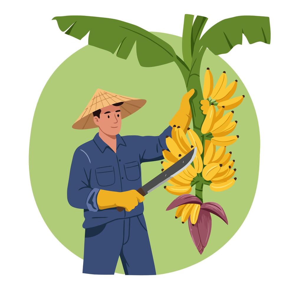 Harvesting Ripe Bananas Cartoon Illustration Man Cutting Fruit with Machete vector