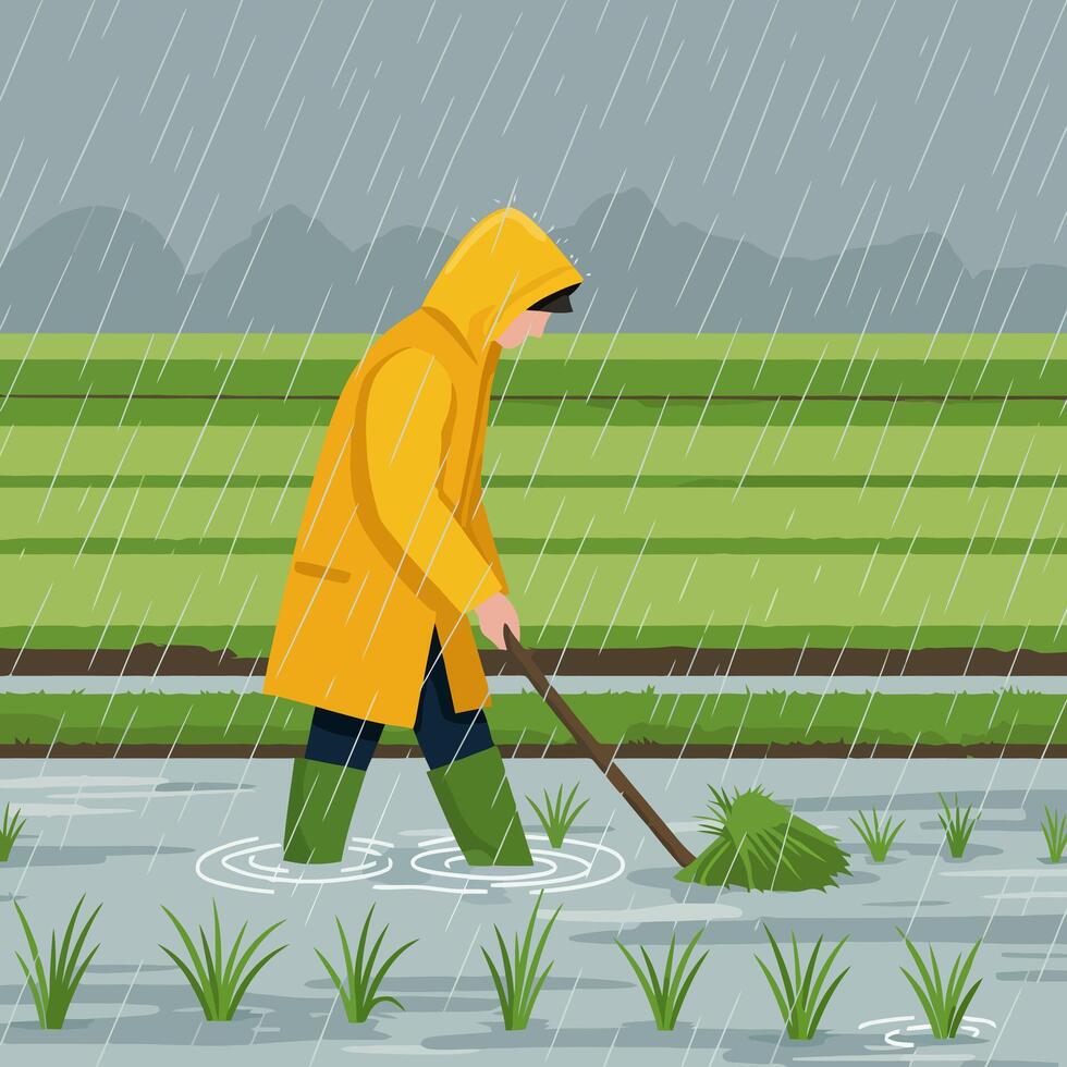 Working in Rice Field During Rain Wearing Yellow Raincoat vector