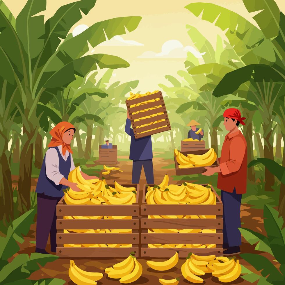 Workers Harvesting Ripe Bananas in Tropical Plantation with Lush Greenery vector