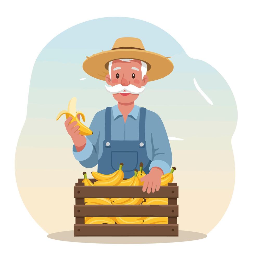 Farmer Eating Banana From Crate Harvested Fresh Organic Ripe Fruits vector