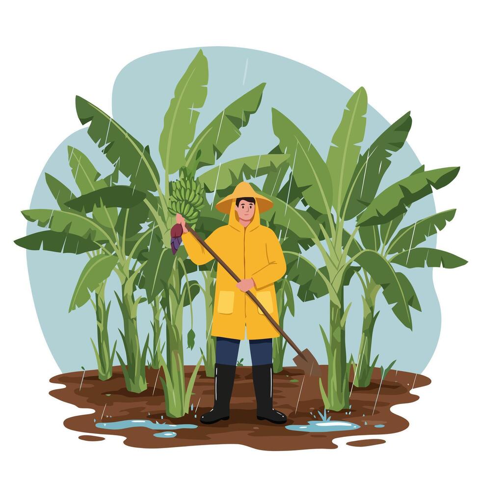 Farmer Harvesting Banana Crop in the Rain at the Plantation vector
