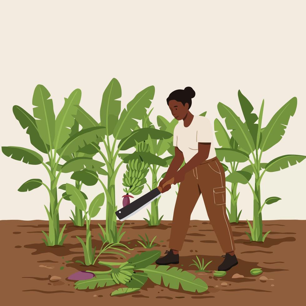 Woman Harvesting Bananas with a Machete in a Lush Plantation vector