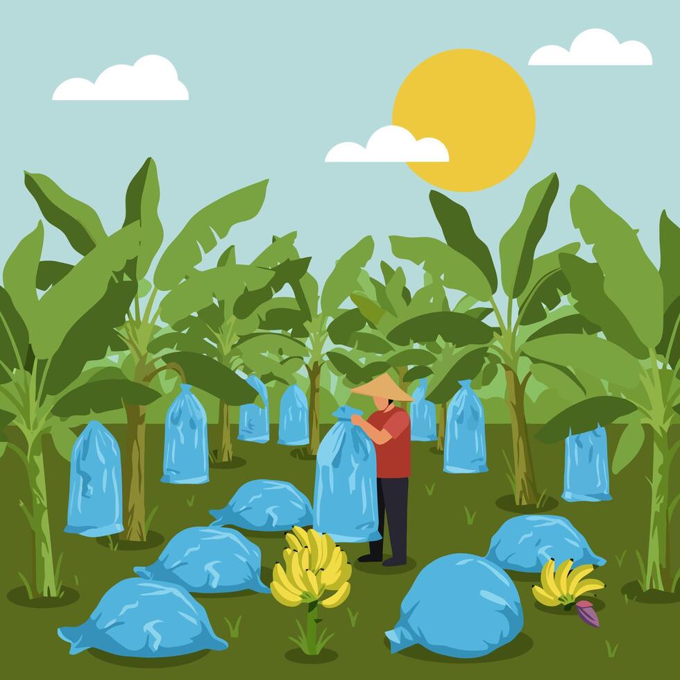 Farmer Working in Banana Plantation with Harvested Fruit and Bags vector