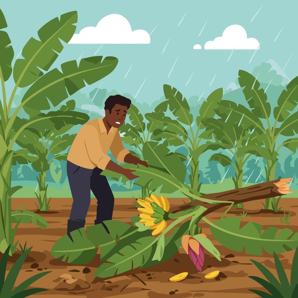 Farmer Inspecting Broken Banana Plant After Storm Rain in Plantation vector