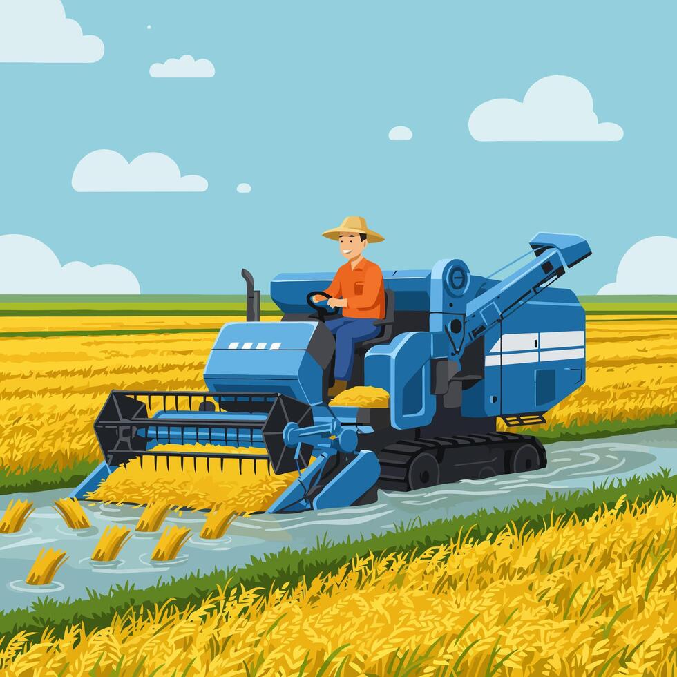 Farmer Harvesting Rice Field Using Combine Harvester in Agricultural Setting vector