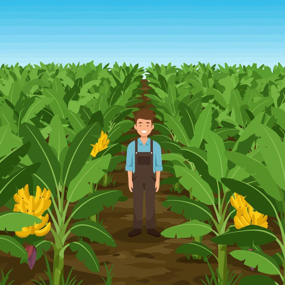 Farmer Standing in Banana Field Enjoying Harvest Season Under Clear Sky vector