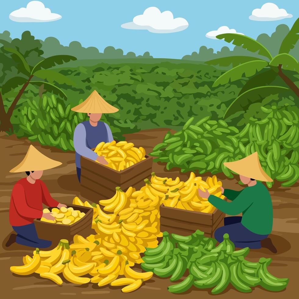 Harvesting Ripe Banana Crop by Farmers in Tropical Plantation vector