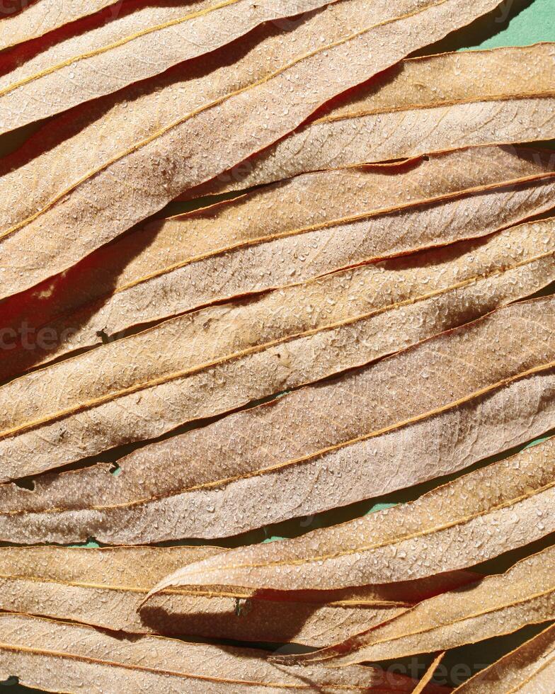 Natural autumn texture from narrow beige leaves with water drops. Beautiful autumnal botanical pattern, close up wet fall leaf of willow top view, aesthetic nature still life, macro photography photo