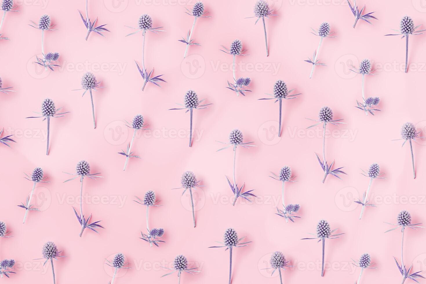 Minimal flat lay pattern of blooming field violet flowers on pastel pink background. Natural forest flower violet prickly flowering plants. Aesthetic top view still life of The sea holly, trend color photo