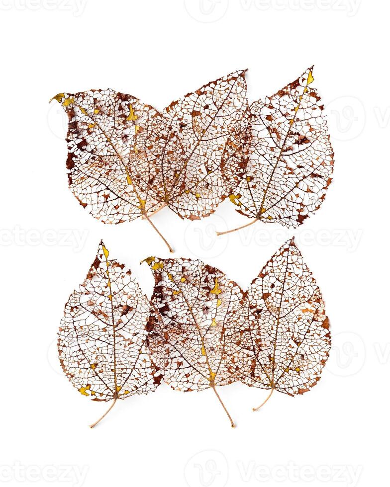 Autumnal golden brown leaves pattern isolated on white background, vein leaf textured foliage, organic design. Aesthetic nature macro trends, minimal autumn seasonal flat lay, fall pattern photo