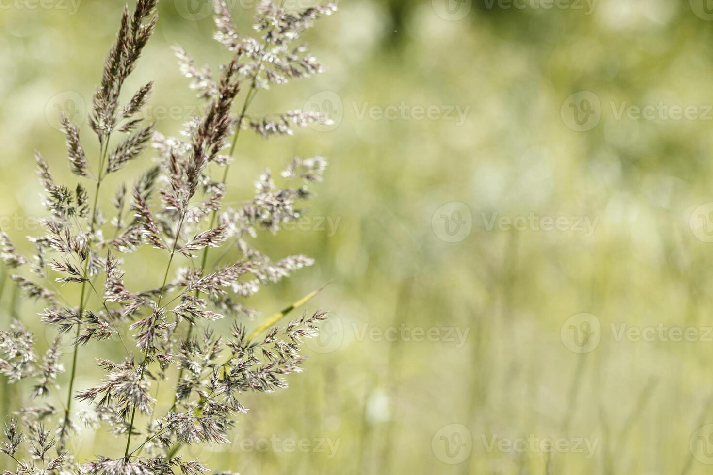 Closeup view of green beige grasses growing in meadow at sunlight. Natural, warm, serene atmosphere. Natural beauty landscape, Minimal natural texture pattern of summer grass, blur background photo