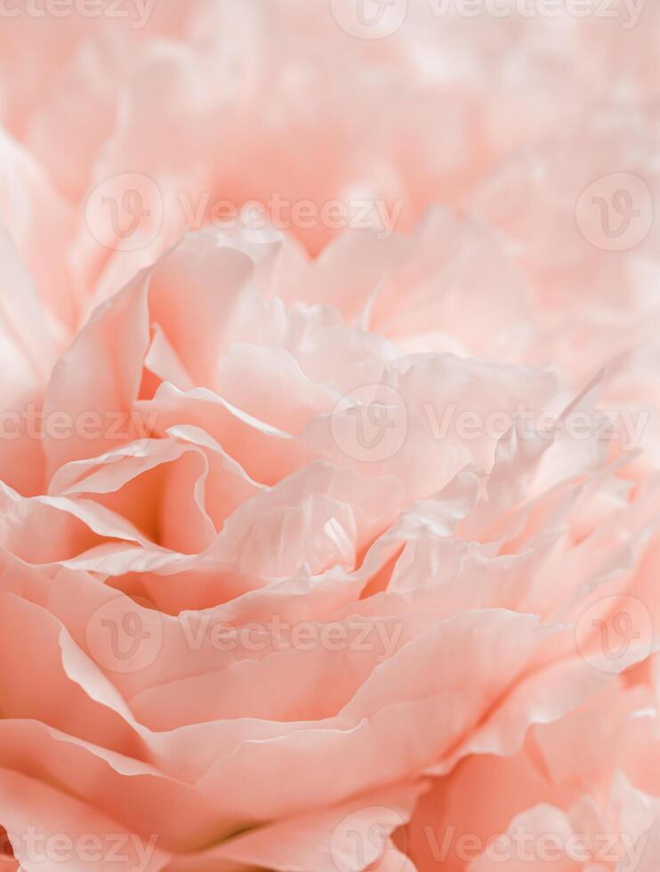 Beautiful view of peach pink color blooming peonies close up lit by sunlight, midday light shadows. Pastel Color gradient beauty nature aesthetic background. Natural floral pattern, selective photo