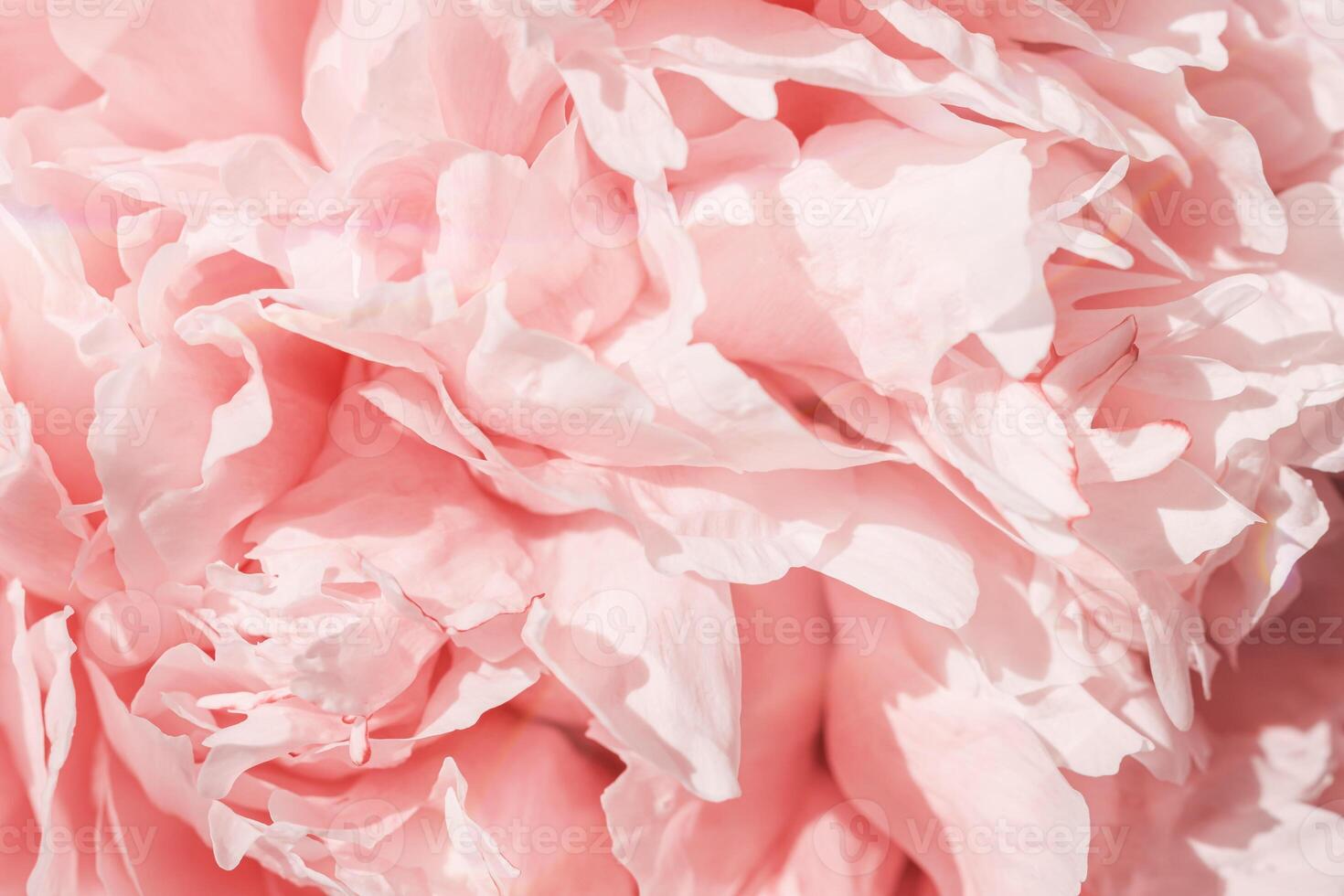 Beautiful view of white pink peonies close up lit by sunlight, midday light shadows, sun glare. Color gradient top view beauty nature aesthetic background. Natural floral pattern, selective photo