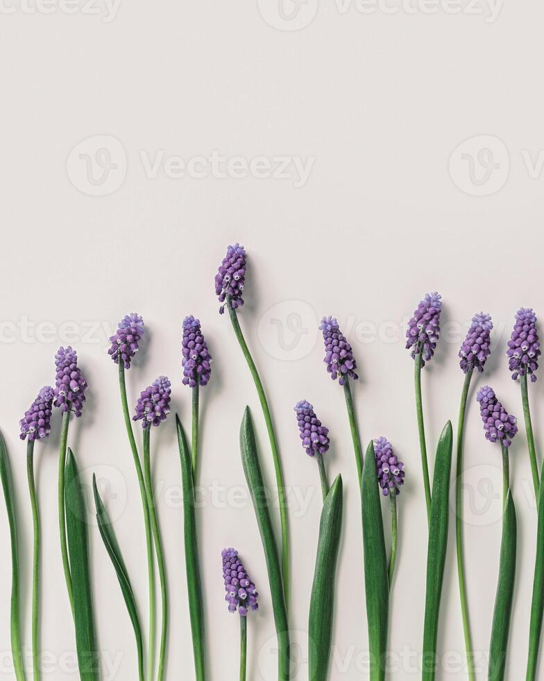 Spring floral composition, Grape hyacinth Muscari flowers. Purple muscari bouquet. Minimal nature flowery still life, blooming plant on beige background, copy space. Spring seasonal styling, flat lay photo