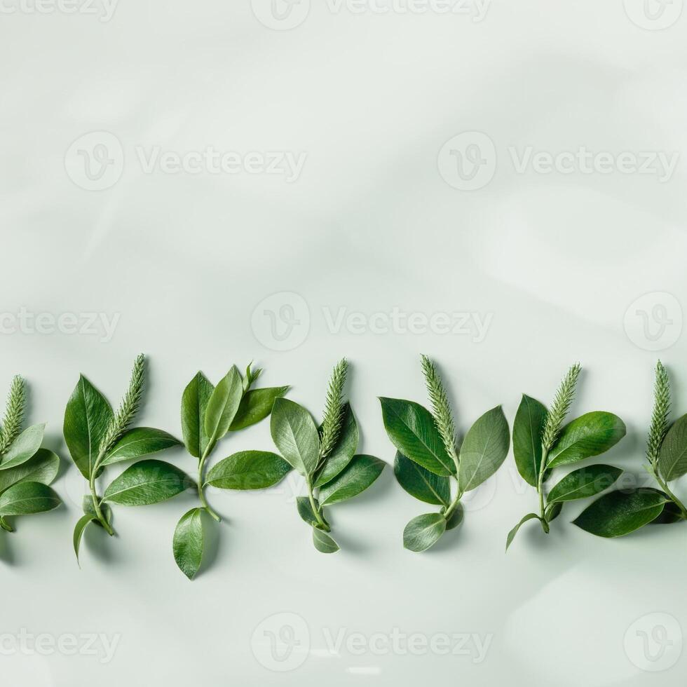 Spring tree branches with new leaf and catkins, soft green monochrome season card, Top view green leaves with shadow at sunlight. Beginning Spring nature background, trendy still life photo