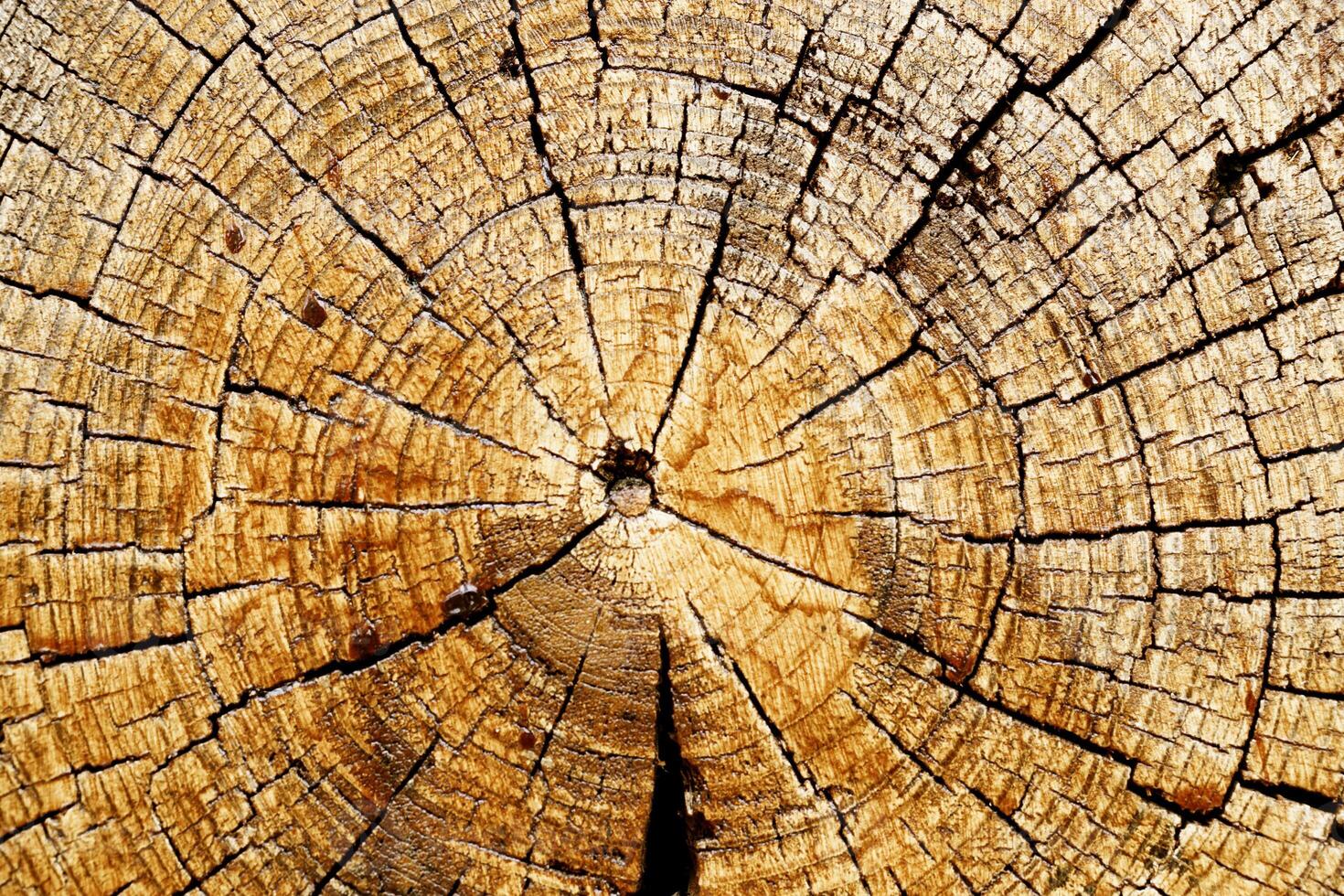 Slice of wood timber with rings and cracks as natural pattern, abstract nature background. Natural wooden organic texture wallpaper, design element, monochrome nature gradient colored photo