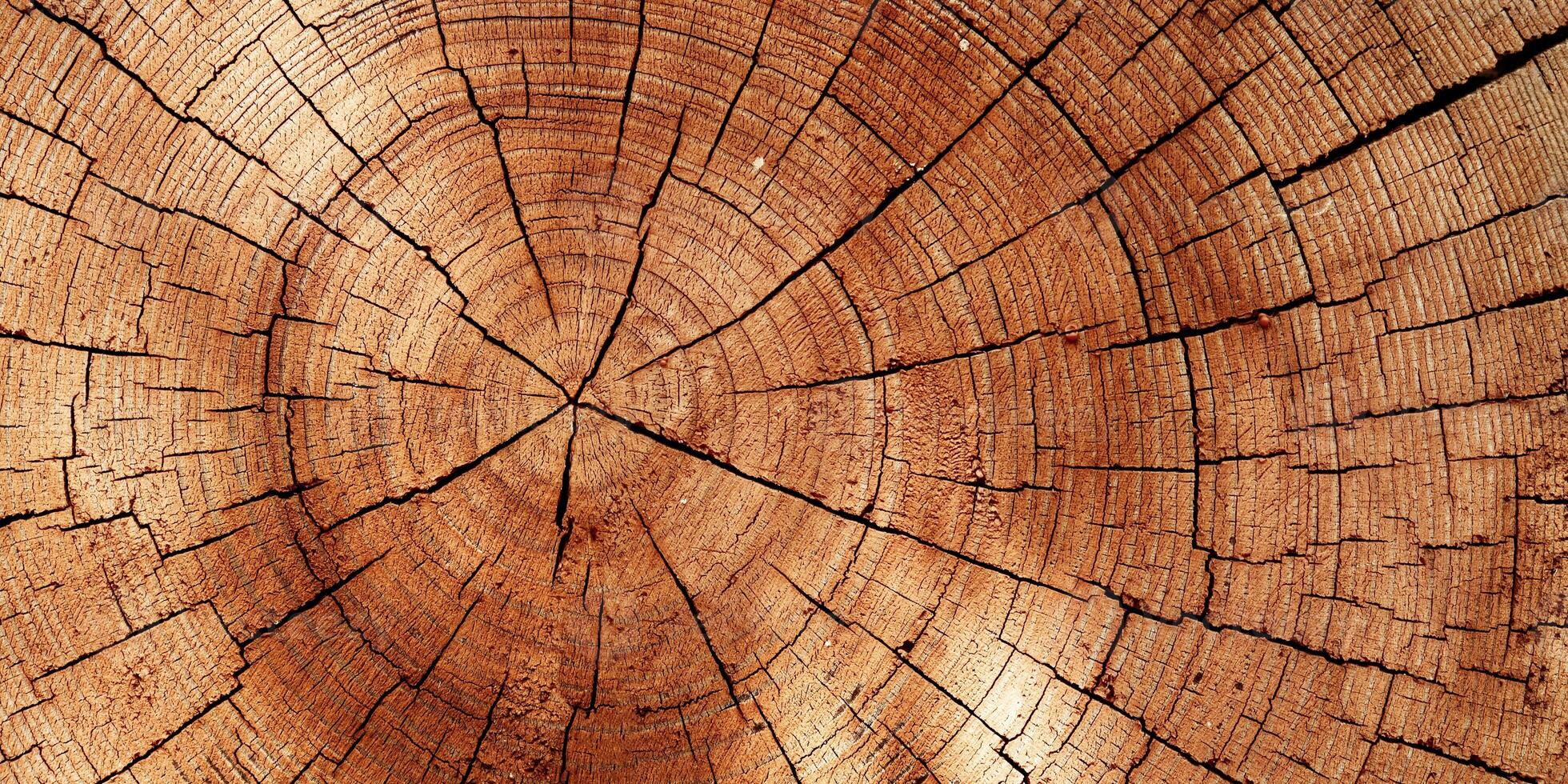 Wooden old rings texture natural banner background, round shape of wood timber with cracks as natural pattern, abstract nature. Wooden aesthetic texture, design element, nature gradient color photo
