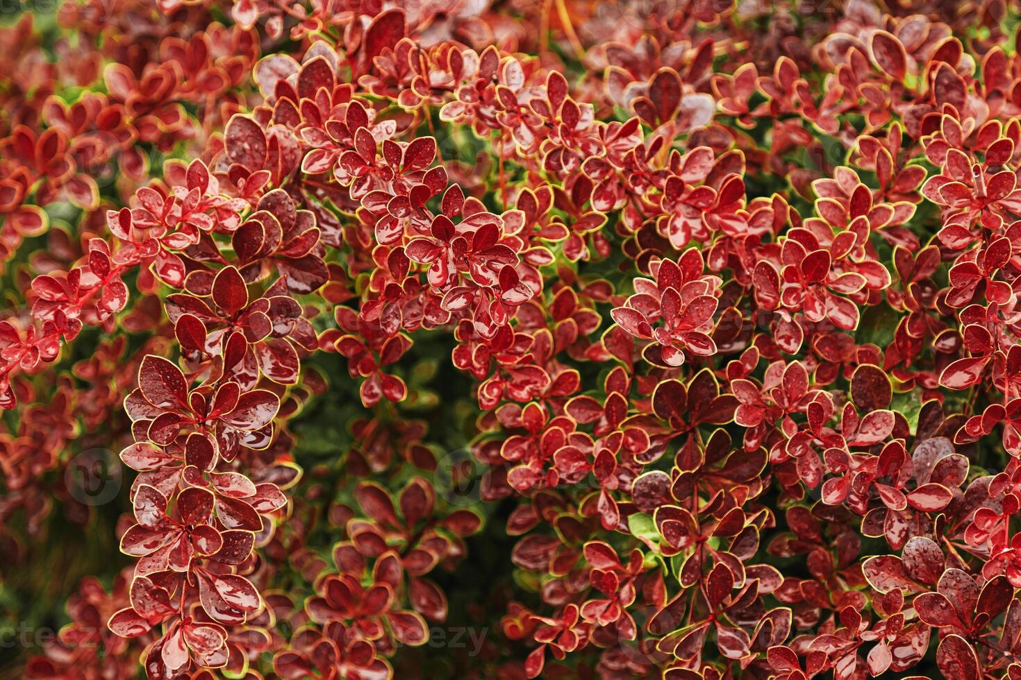 Red autumn bushes after rain shiny on sun, fall leaves texture as season beauty nature background. Autumnal natural pattern from vivid color wet foliage with raindrops, red leaf view photo