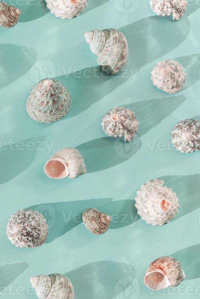 Minimal summer trend pattern with seashells in row at sunlight, aesthetic monochrome still life turquoise color, Summer vacation concept, abstract nature top view natural shells with sun shadows photo