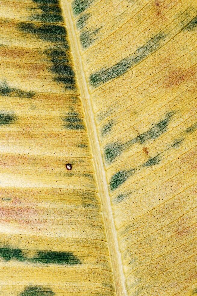 Texture of autumn yellow leaf with green spots, macro photo as organic nature background. Fall colors leaves texture close up, beauty of nature. Trend botanical design, environment pattern
