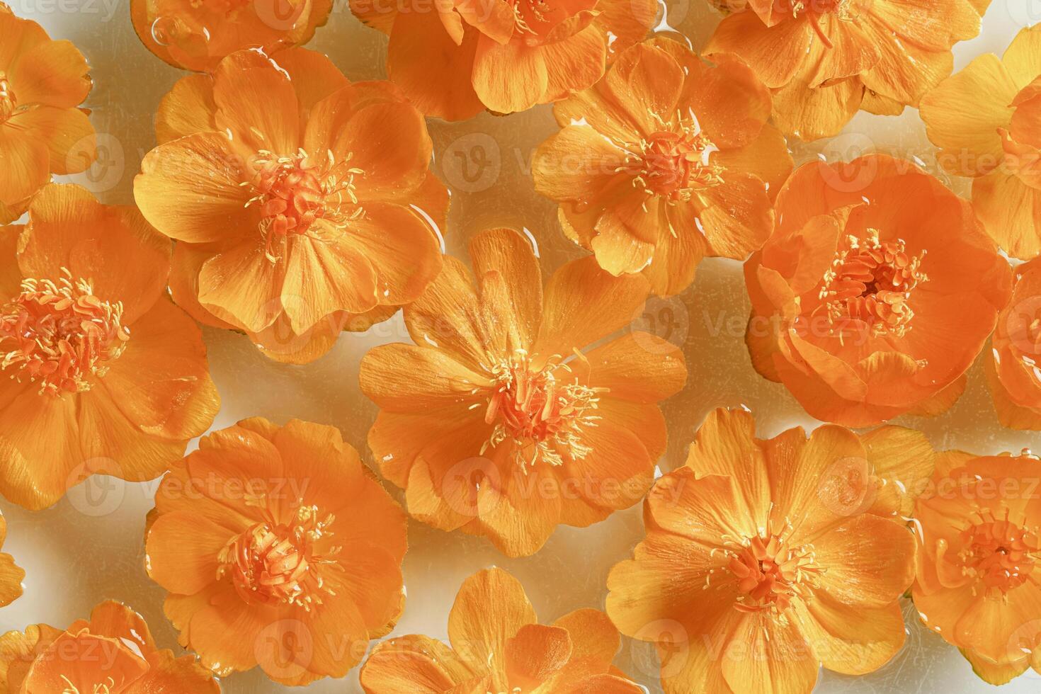 Spring summer seasonal styling, delicate small flowers peony yellow orange colored in water, floral background, nature design flat lay, natural blossoming blooms, creative top view photo