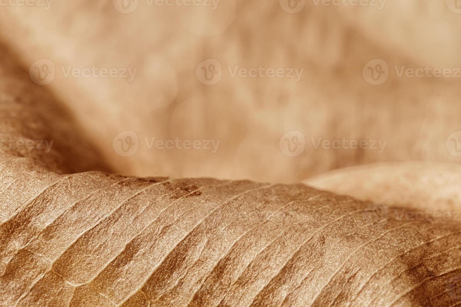 Dried leaf close up, macro trend, autumn yellow red brown leaf with natural texture as nature background. Fall aesthetic backdrop with leaves texture, autumnal foliage, beauty of nature. photo