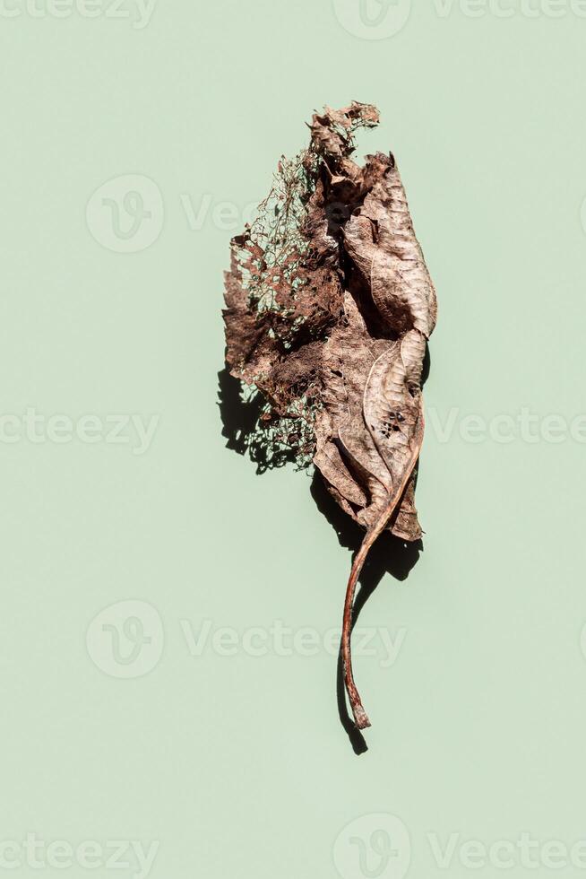 Decaying leaf closeup on green colored background, minimal style still life. Veins skeleton of old dead leaves, biological decay, ecology concept. Shallow depth of field macro photography photo