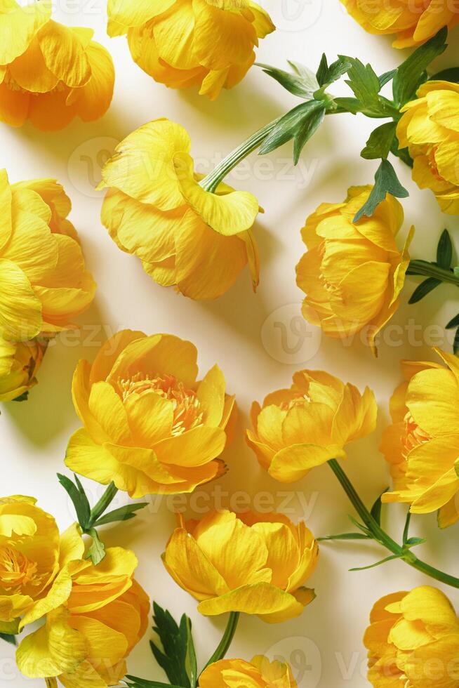 Minimal pattern from yellow colored flowers Trollius or Globeflower on light background, aesthetic botanical modern flat lay, natural blooming spring florets, abstract nature still life photo
